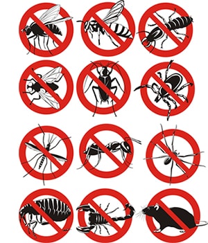 obtener un precio de una empresa de exterminio que puede matar los avispones de su hogar o negocio en Alviso California y ayudarle a prevenir futuras infestaciones